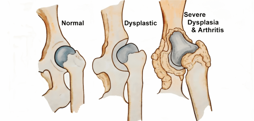 Hip-dysplasia-in-dogs-stages